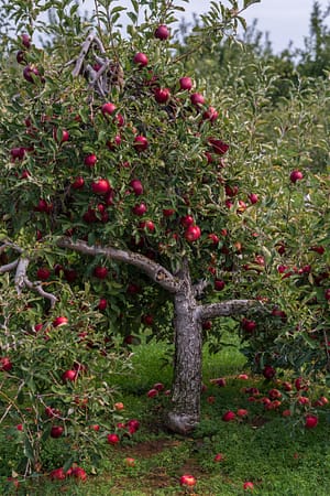 Picture of a gnarly apple tree loaded with red apples and apples strewn on the ground below